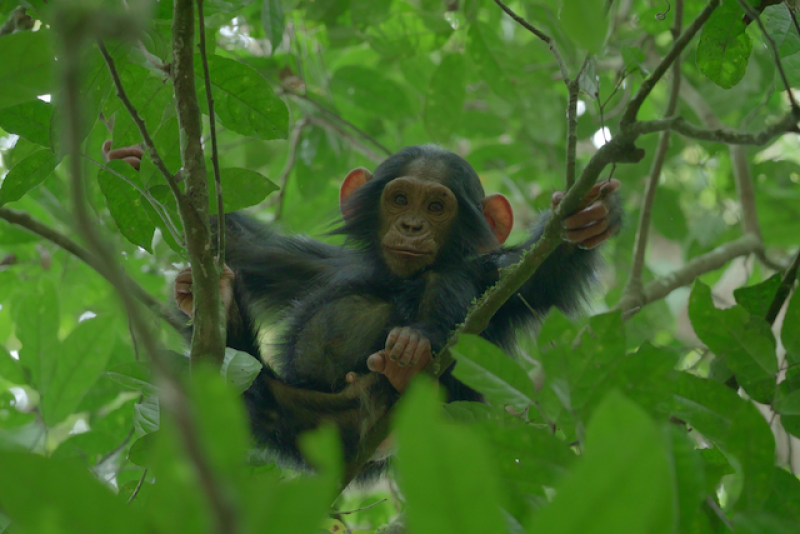 ”El imperio de los chimpancés”, la serie documental de Netflix que no te podés perder