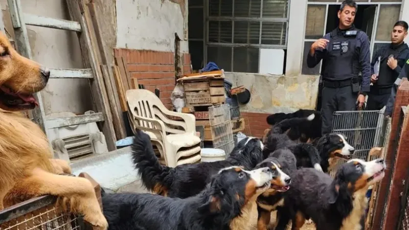 Rescataron a 17 perritos y hallaron más de 50 aves muertas en un criadero ilegal