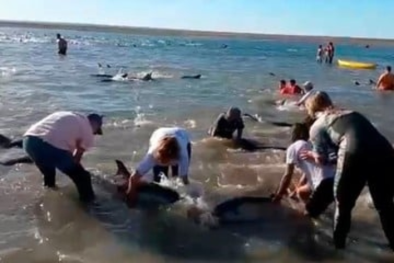 Hicieron una “cadena humana” para rescatar a unos 300 delfines varados en San Antonio Oeste