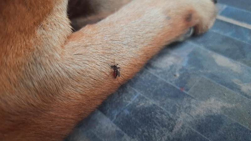 ¿Los perros y gatos pueden contraer dengue?