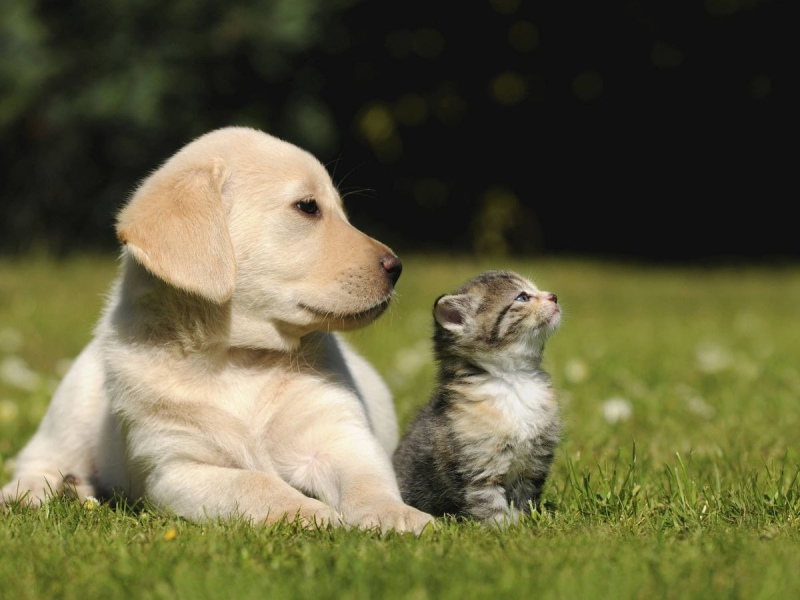 ¿Por qué hoy se celebra el Día del Animal?