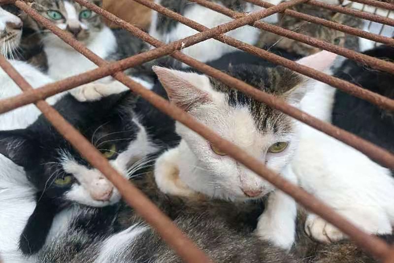 Maltrato Animal: 23 gatos hacinados en un departamento