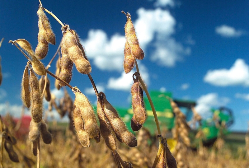 La Argentina importaría casi 10 millones de toneladas de soja por la sequía