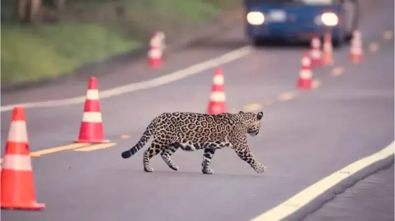 Presentaron un amparo ambiental para proteger los animales en peligro de extinción