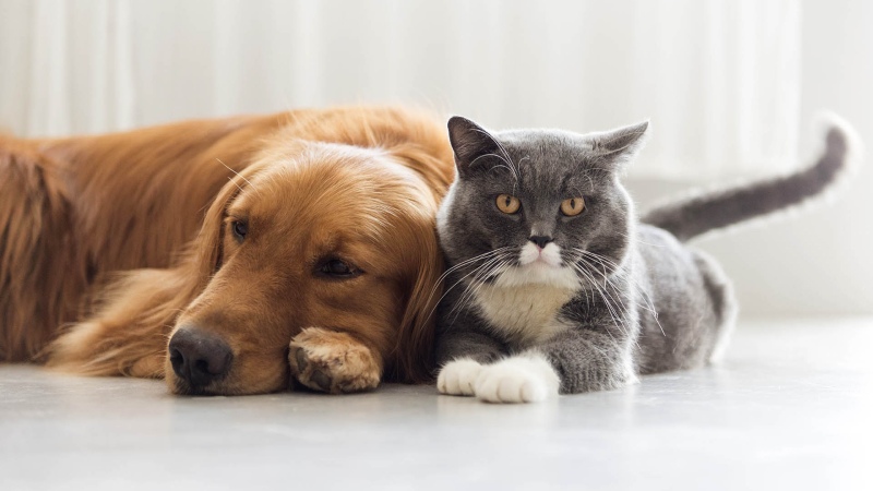 Proponen una ley para que las mascotas sean reconocidas como parte de la familia