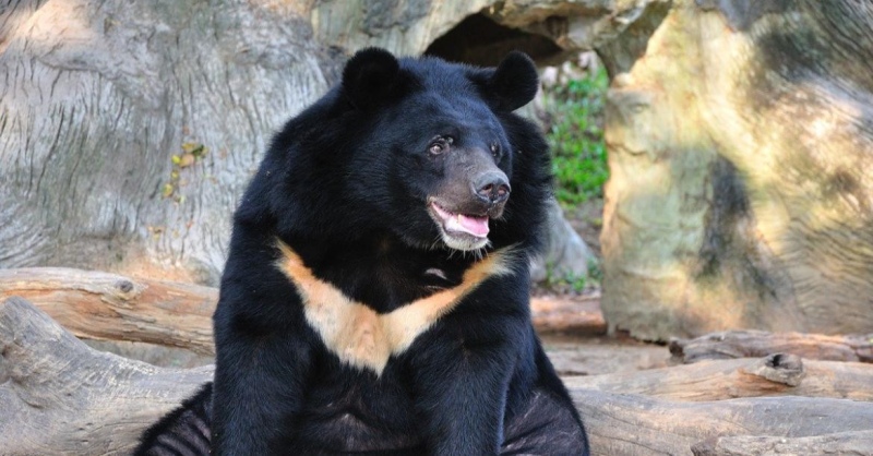 Creyeron que habían adoptado un perrito y terminó siendo un oso