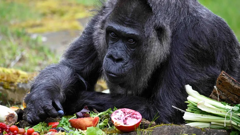 La gorila más vieja del mundo celebró su cumpleaños