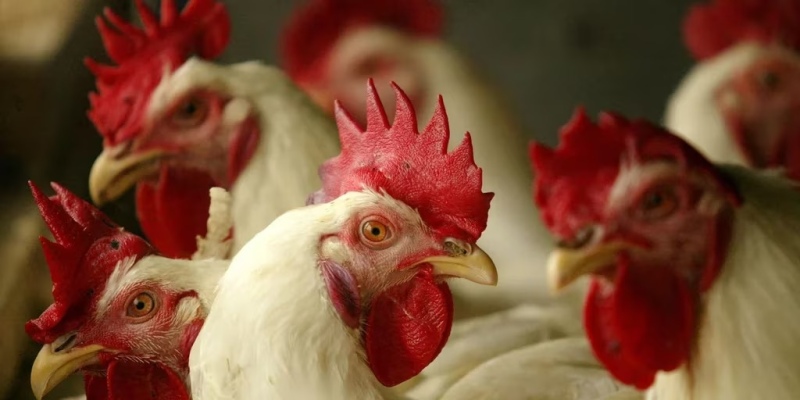 Gripe aviar: sacrificarán 400.000 gallinas en Chubut