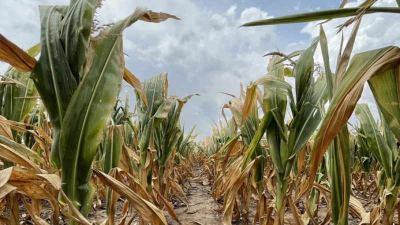 Declaran emergencia agropecuaria en Córdoba y Neuquén