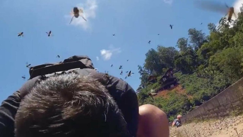 Una pareja de turistas youtubers fue atacada por un enjambre de abejas: el video