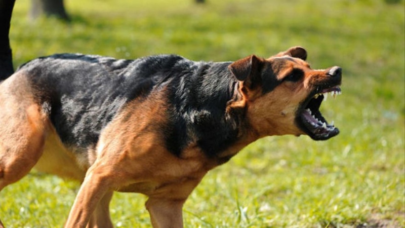 Una nena fue atacada por un grupo de perros: ”Se la estaban comiendo”