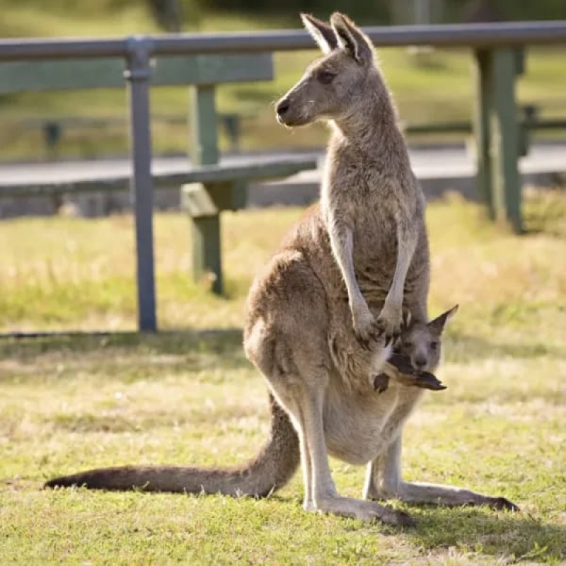 Australia: Para evitar que mueran de hambre analizan matar canguros