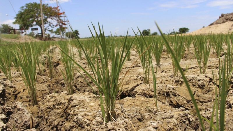 La UE destinará 81 millones a los agricultores afectados por la sequía en España