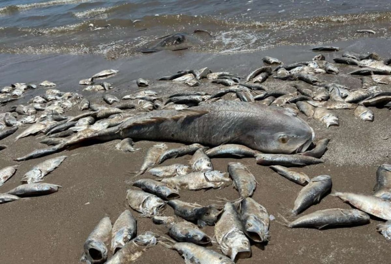 Aparecieron miles y miles de peces muertos en la costa del golfo de Texas