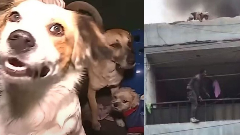 Un joven arriesgó su vida para rescatar a más de veinte perros: Video