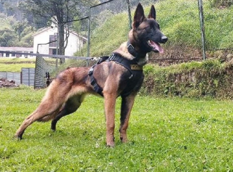 Colombia: no encuentran a Wilson, el perro rescatista con el que localizaron a los niños perdidos