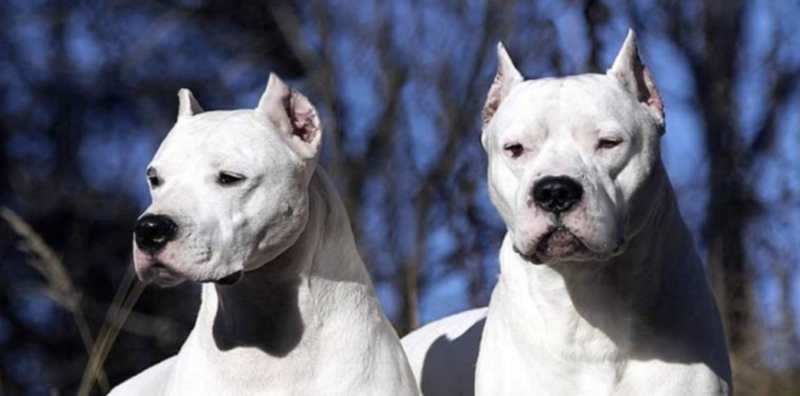 Dos dogos mataron a una adolescente tras escaparse de una casa