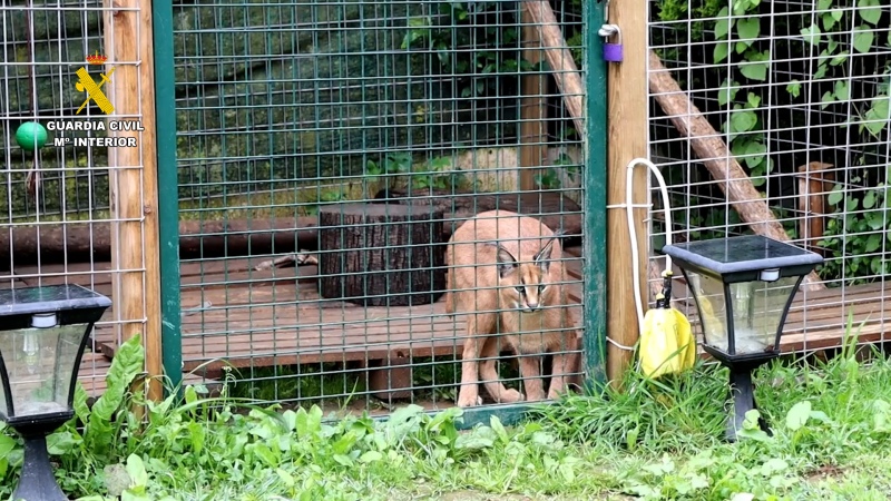 España: intervienen dos linces vendidos de manera ilegal