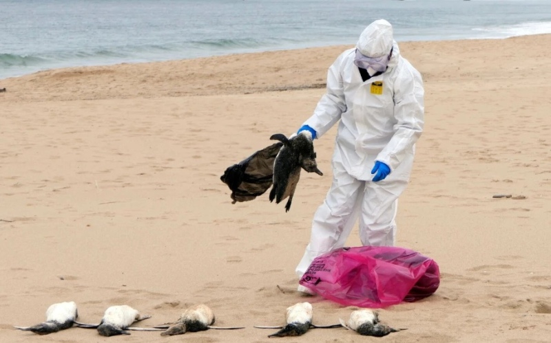 Encuentran más de 5.000 animales marinos muertos en las costas de Uruguay: los motivos