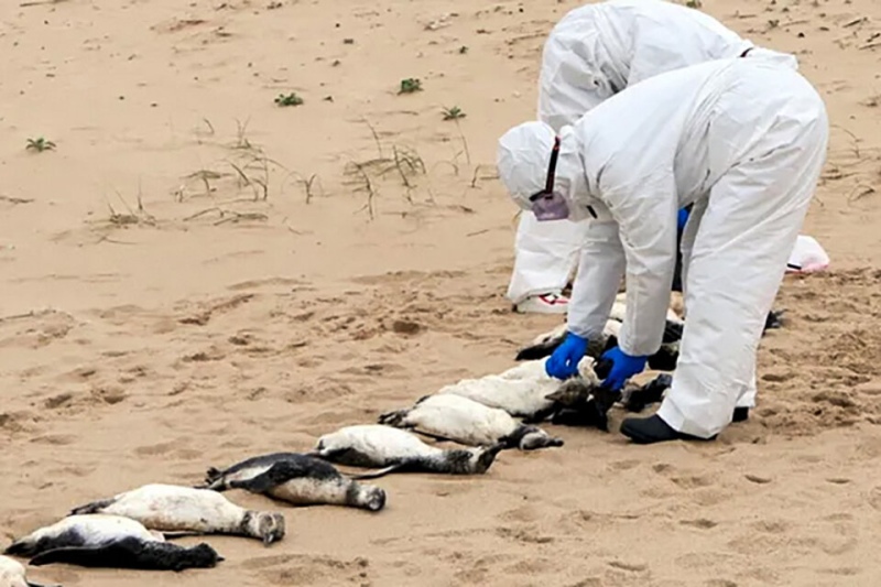 300 pingüinos aparecieron muertos en las costas de Uruguay