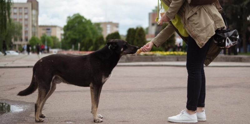 ¿Por qué hoy se celebra el Día Mundial del Perro?