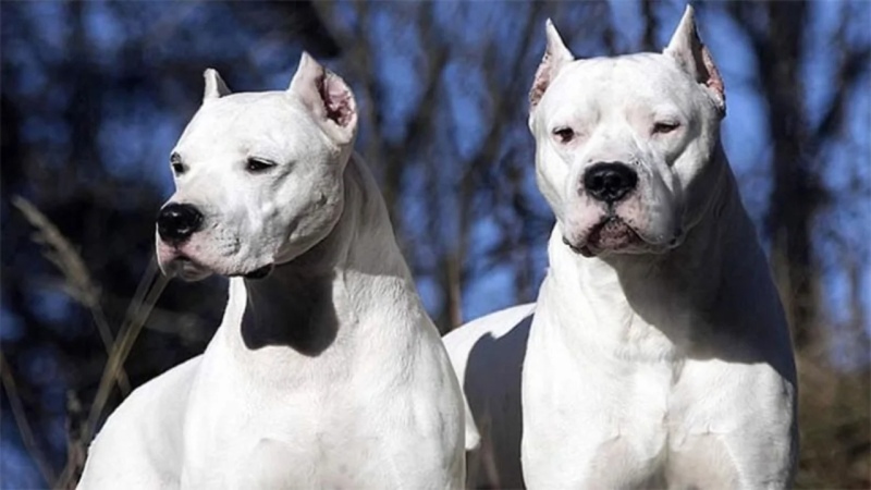 Imputan al dueño de los dogos que mataron a una nena en Córdoba