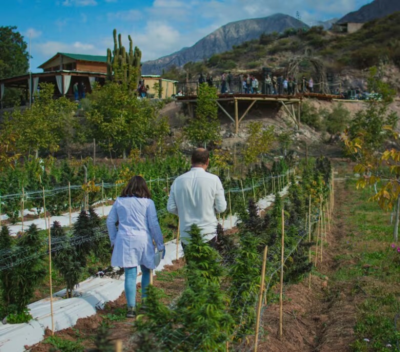 Abren la primera finca de turismo cannábico en Argentina