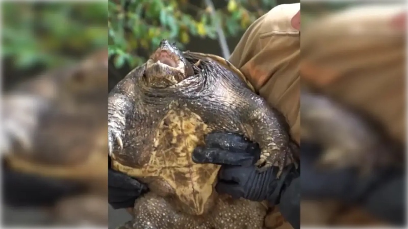 Capturan una ”peligrosa” tortuga gigante en España