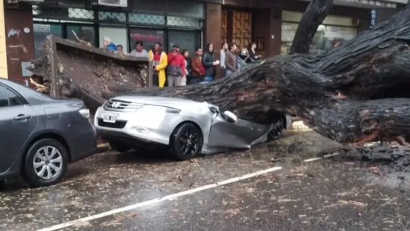 Se cayó un árbol de 20 metros y destrozó un auto en Chacarita: así quedó