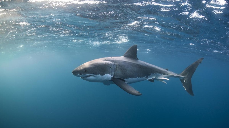 Encuentran un enorme tiburón en España