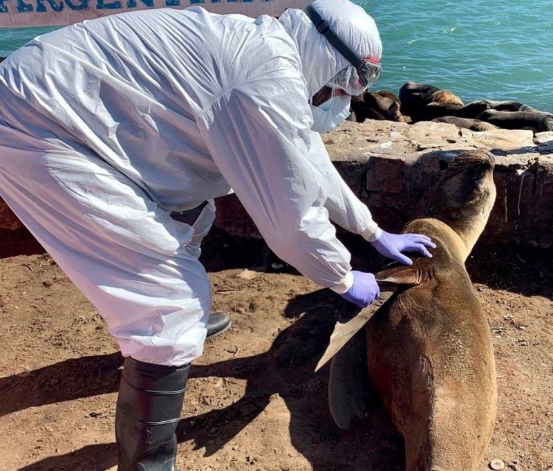 Gripe Aviar: Senasa confirmó nuevos brotes en lobos marinos en Necochea y Santa Cruz