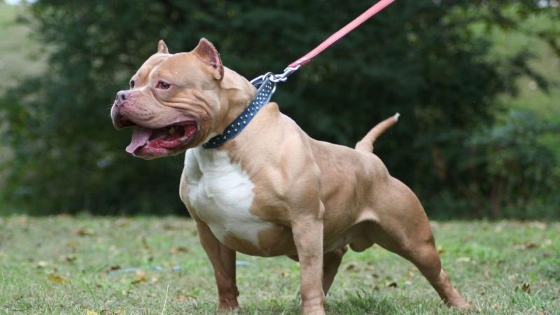 Un pitbull atacó a cinco personas y la policía lo tuvo que frenar a los tiros