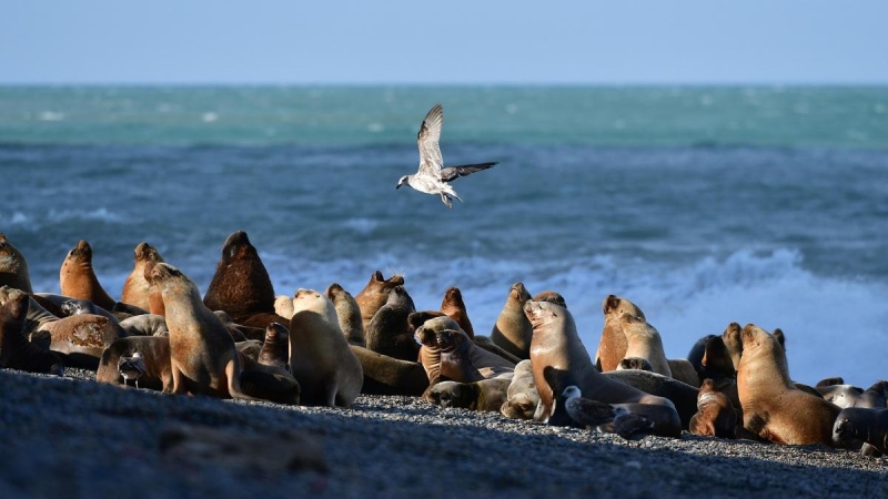 Chubut: 200 lobos marinos muertos en los últimos 17 días