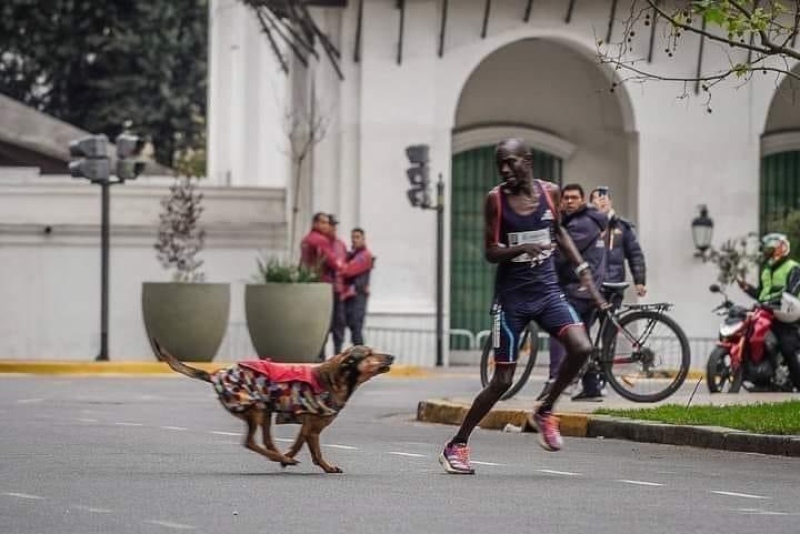 Ganaba la maratón de Buenos Aires, pero lo atacó un perro y quedó tercero