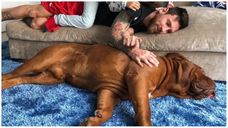 ¿Por qué Hulk, el perro de Messi, no vive en Miami con Leo y su familia?