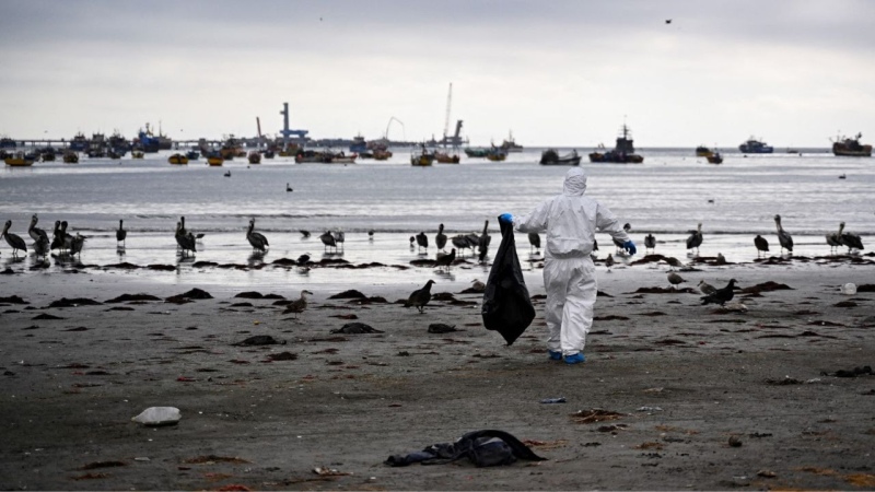 Brasil: Al menos 522 mamíferos marinos murieron por gripe aviar