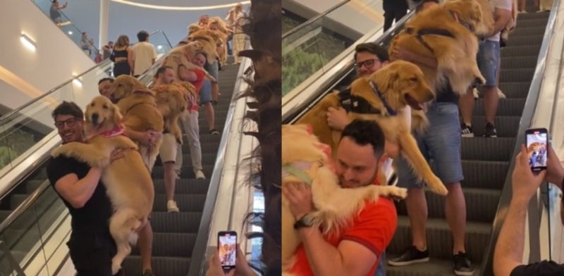 Desfile de decenas de Golden Retriever por las escaleras mecánicas de un shopping: el video