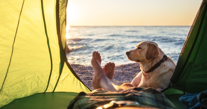 Nuevo sistema digital para tramitar y viajar con mascotas al exterior: Toda la info