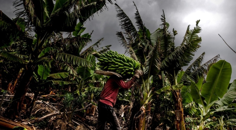 La Palma: agricultores tendrán que devolver 3,5 millones en ayudas por el volcán