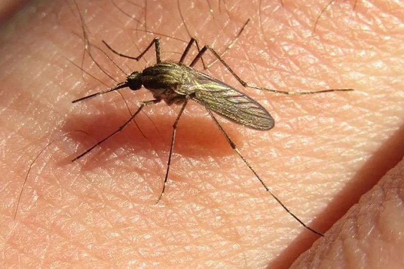 Invasión de mosquitos en el AMBA: son de la especie que transmite el virus de la encefalitis equina