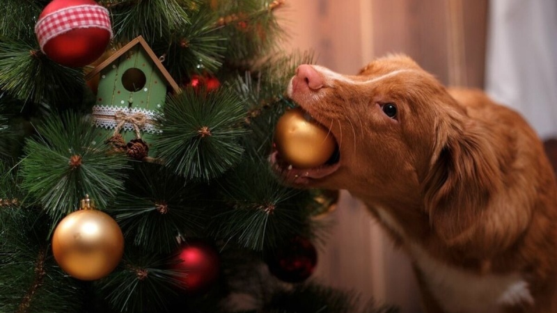 Video: un perrito se comió la cena de Navidad mientras su familia abría los regalos