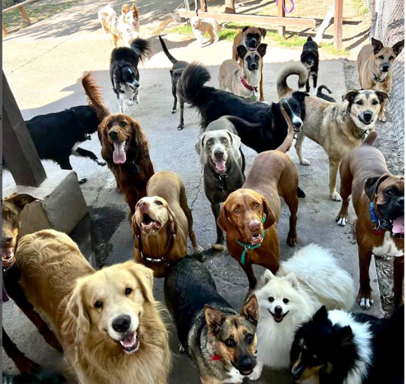 Colonias de verano para perros: lujos y comodidades para dejarlos cuando te vas de viaje