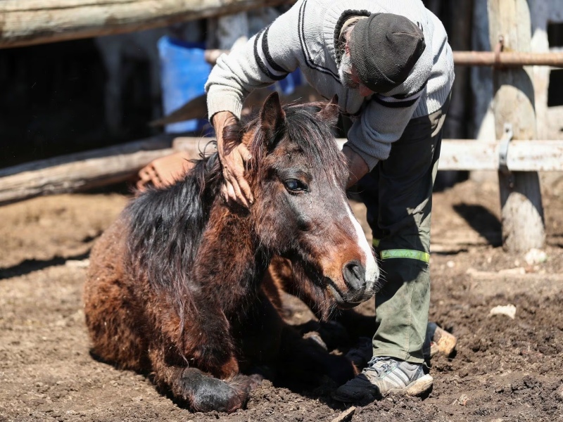 Córdoba: detectan Encefalitis Equina en tres personas