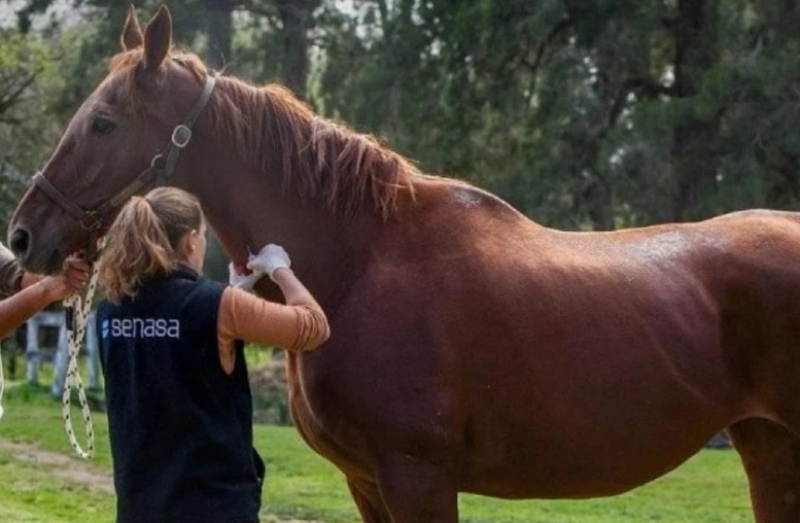 Por el aumento de casos: anuncian la vacunación obligatoria contra la Encefalitis Equina