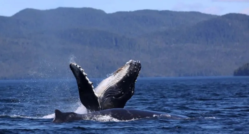 Descubren cómo cantan las ballenas