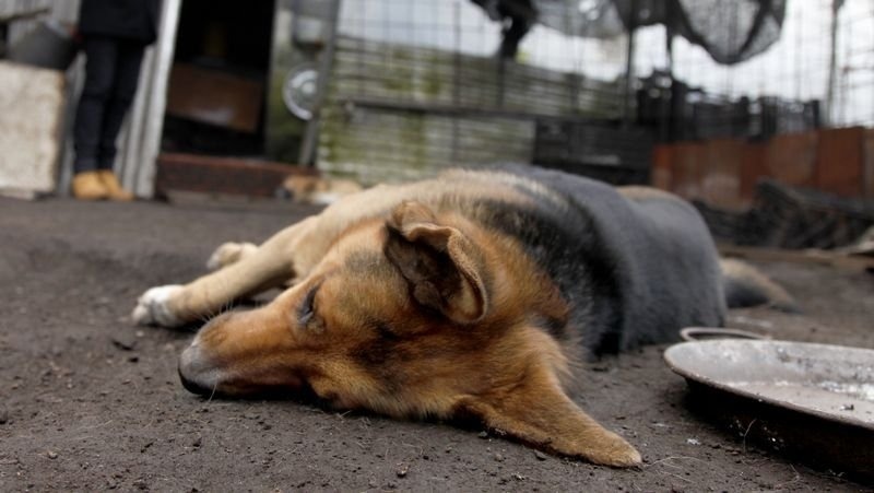 Corrientes: encuentran carne envenenada en una matanza de perros