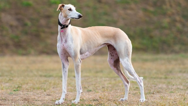 ¿Por qué hoy es el Día Mundial del Galgo?