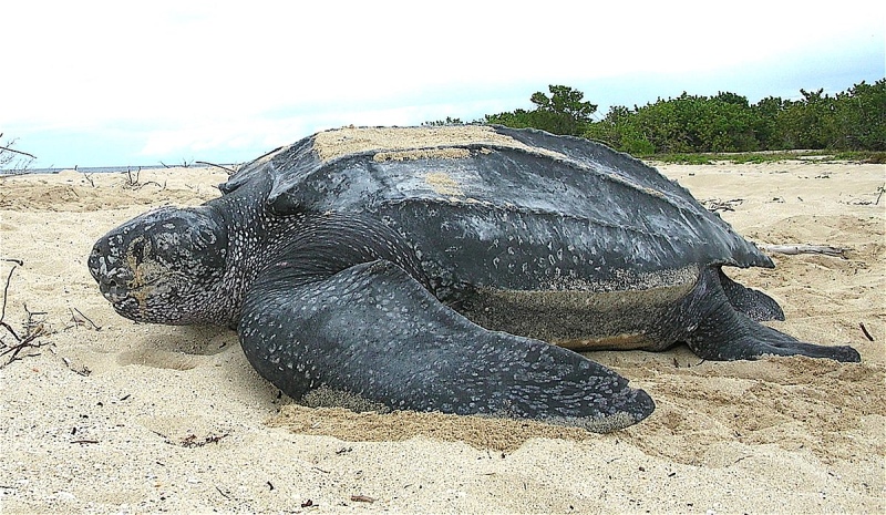 Encontraron la especie de tortuga más grande del mundo en Punta del Este
