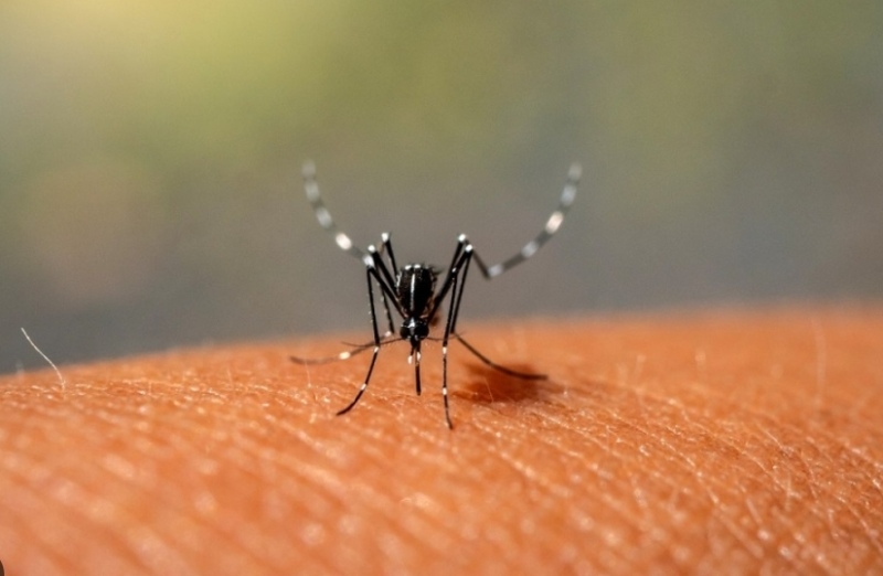Alerta por el aumento de casos de Dengue en Salta
