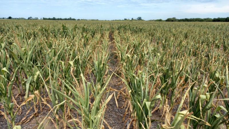 Pérdidas de hasta un 30% de las cosechas de soja por las temperaturas extremas